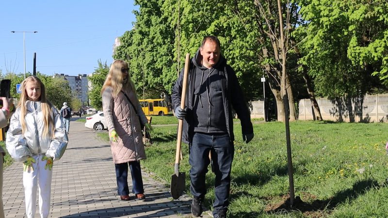 У Франківську висадили алею ясенів